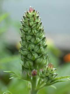 Sidalcea cultivar, immature inflorescence