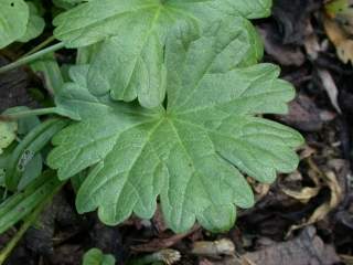 Sidalcea candida, leaf