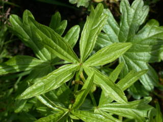 Sidalcea candida, upper leaf