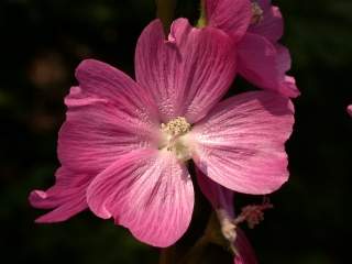 Sidalcea 'Candy Girl', aberrant (4-petalled) flower