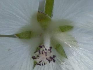 Sidalcea cultivar, flower