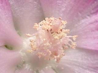 Sidalcea oregana, eye of flower