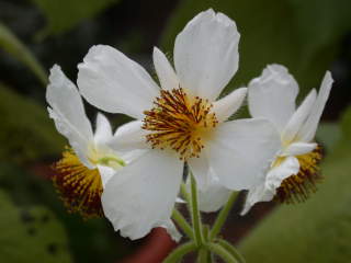 Sparrmannia africana, flower