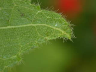 Sparrmannia africana, tip of leaf