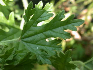 Sphaeralcea munroana, leaf