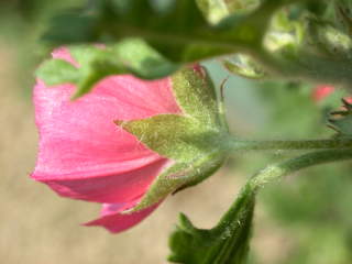 Sphaeralcea munroana, side view of flower