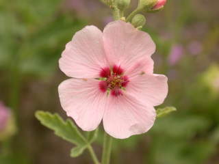 Sphaeralcea x hybrida 'Los Brisas', flower
