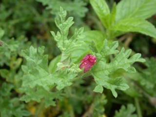 Sphaeralcea munroana, opening flower and foliage