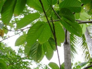 Sterculia fanaiho, foliage