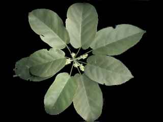 Sterculia quadrifida, flowers and foliage