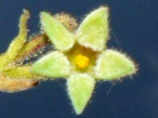 Sterculia urens, flower