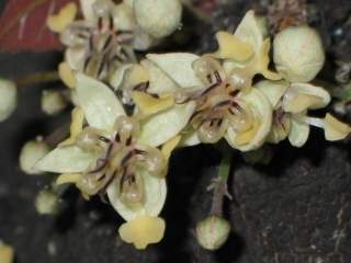 Theobroma cacoa, flowers