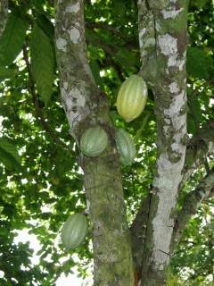 Theobroma cacoa, fruits