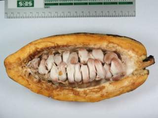 Theobroma cacoa, seeds