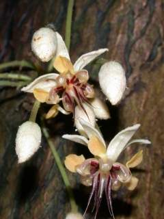 Theobroma cacao, pair of flowers