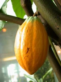Theobroma cacao, fruit