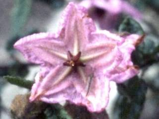 Thomasia grandiflora, flower