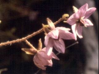 Thomasia petaloxalyx, flowers