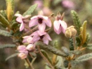 Thomasia petaloxalyx, flowers