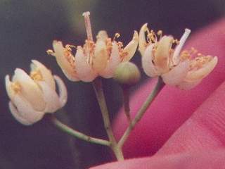 Tilia americana, flowers and foliage