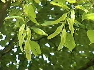 Tilia europaea, bracts and flower buds