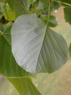 Tilia oliveri, leaf (underside)