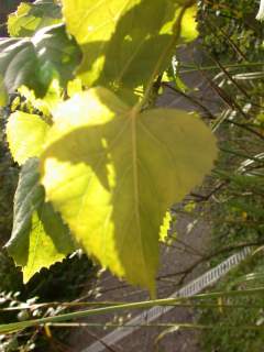 Tilia 'Orbicularis', leaf