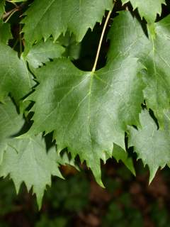 Tilia mongolica, leaf (upper side)