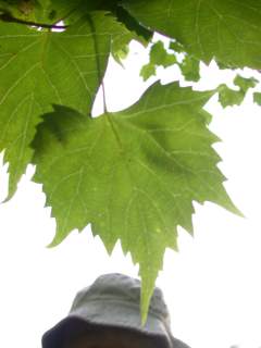 Tilia mongolica, leaf (under side)