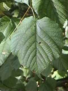 Tilia platyphyllos, leaf