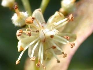 Tilia cordata, flower