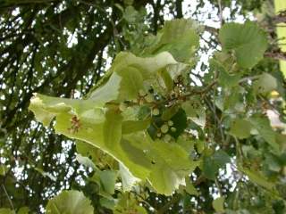 Tilia tomentosa, foliage