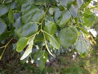 Tilia species, foliage