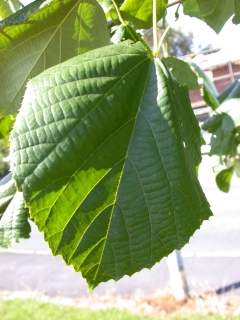 leaf (upperside)