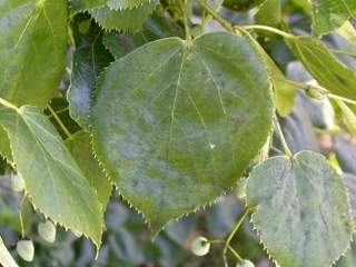 Tilia species, leaf