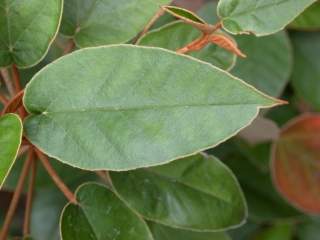 Trochetiopsis ebenus, leaf