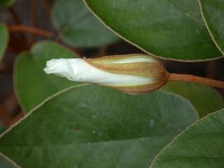 Trochetiopsis ebenus, flower bud
