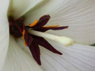 Trochetiopsis ebenus, eye of flower