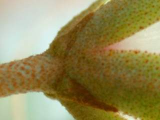 Trochetiopsis ebenus, epicalyx