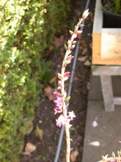 Daphne mezereum 'Rubra', flowering shoot