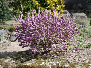 Daphne mezereum, in flower