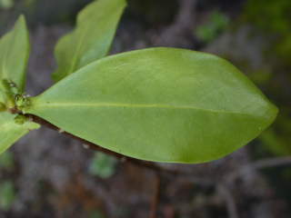 Daphne pontica, leaf