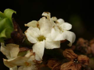 Daphne mezereum 'Album', flowers