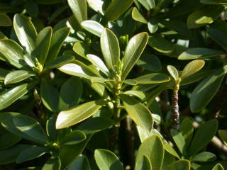 Daphne laureola ssp philippi, foliage
