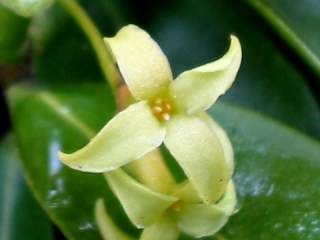 Daphne pontica, flower