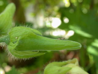 Abelmoschus manihot, flower bud