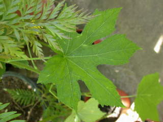 Abelmoschus manihot, upper leaf