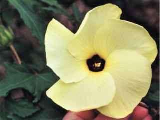 Abelmoschus manihot, flower