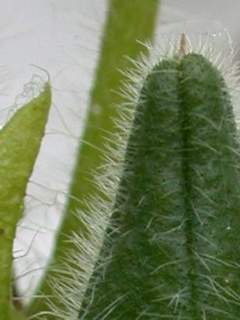 Abelmoschus manihot, indumentum of seed pod