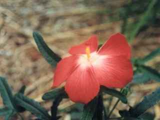 Abelmoschus moschatus 'Mischief', flower